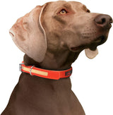 Narancssárga vízálló, világító kutyanyakörv 55-66cm - Outlet24