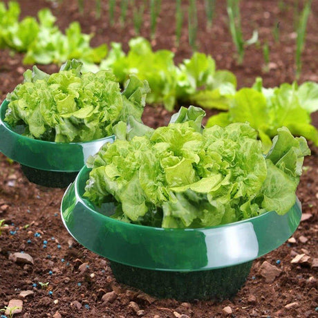 Kerti Csiga Védőgyűrű salátához kerti növényekhez, 12 darabos csomag, UV-stabilizált és időjárásálló - Outlet24